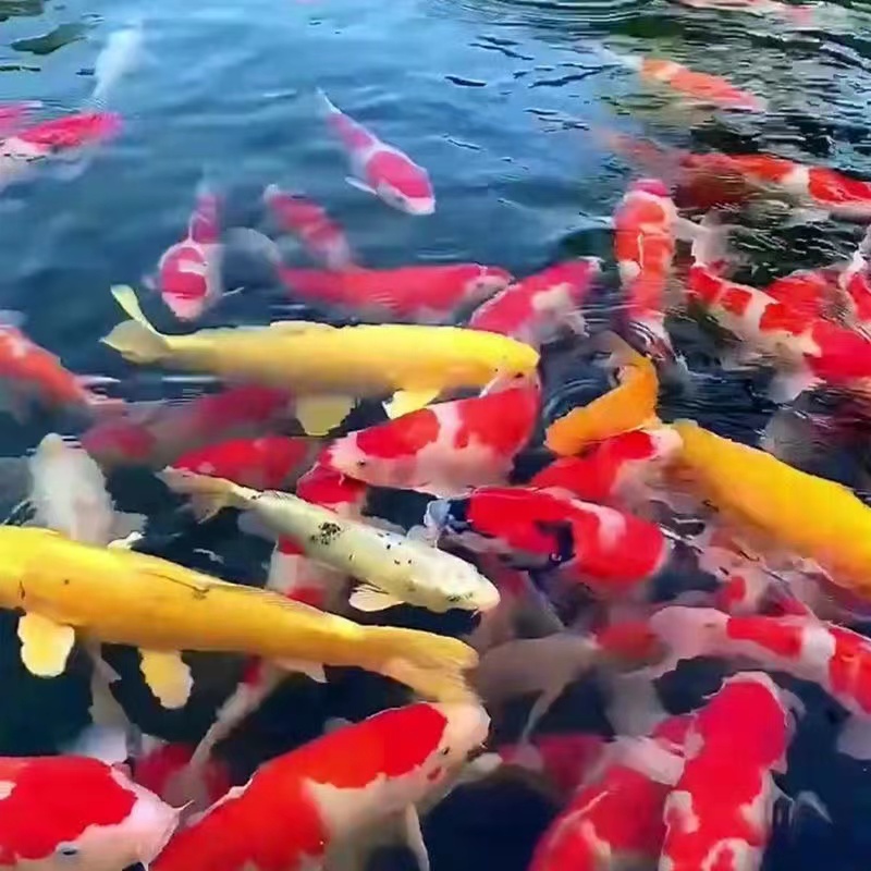 观赏鱼锦鲤包活不包邮
