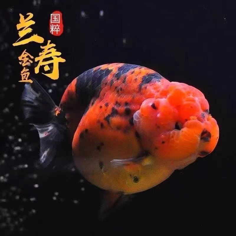 精品金鱼专拍链接