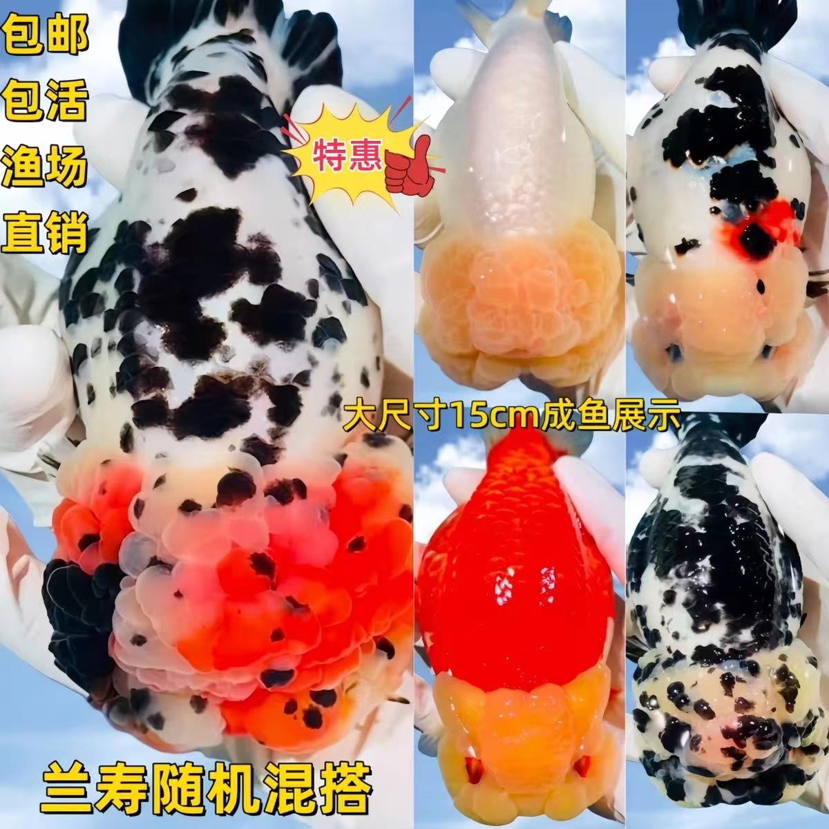 蓝牌1-50号 玛丽兰寿珍珠