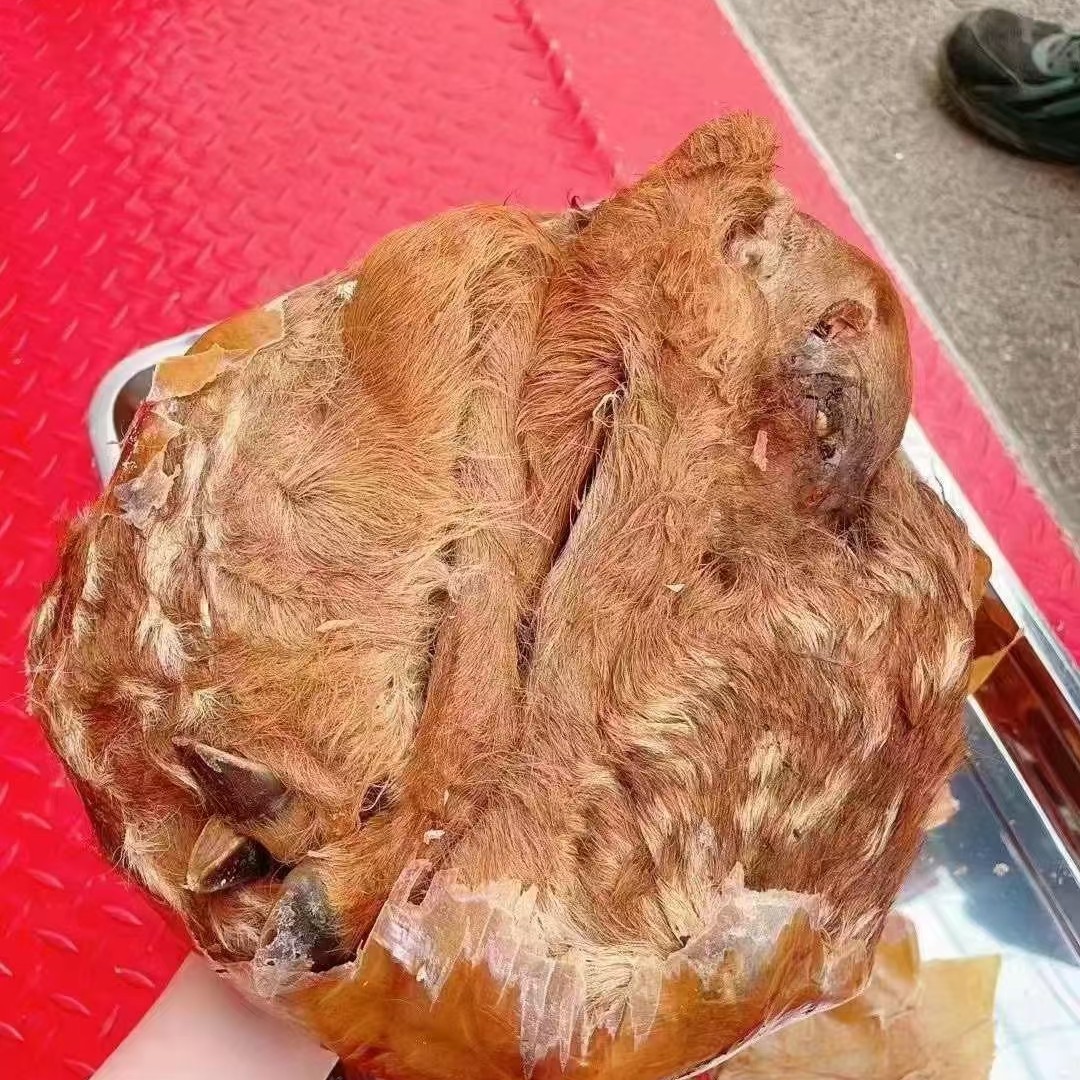 干鹿胎整只滋补女性健康月经调理鹿