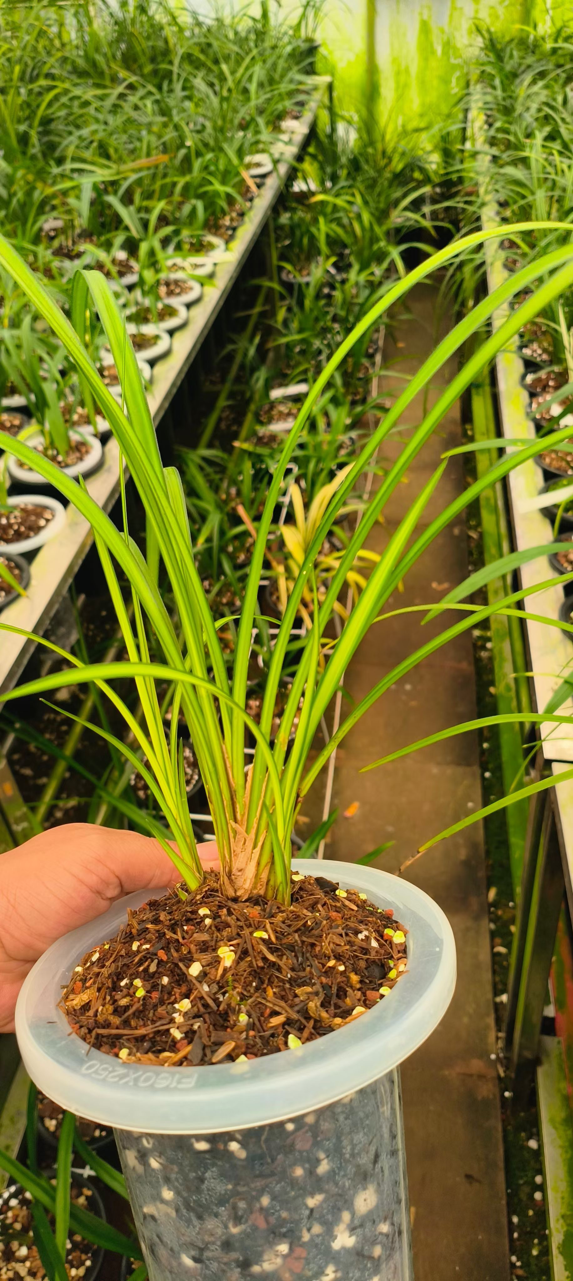 莲瓣兰兰花一物一拍