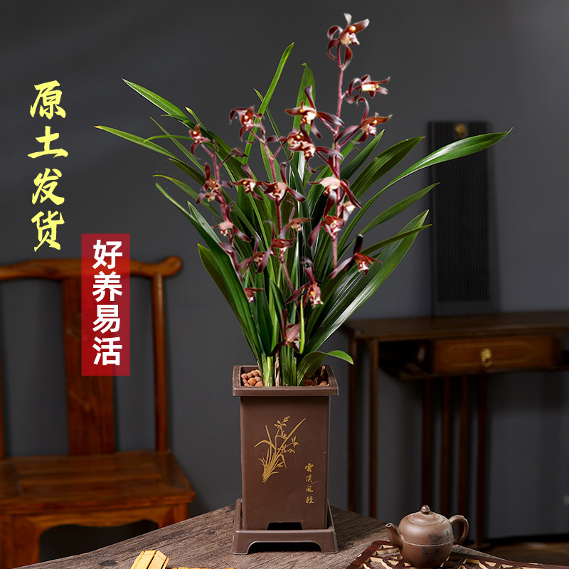 墨兰兰花盆栽企黑植物浓香四季建兰草年宵花卉室内耐寒植物年宵花