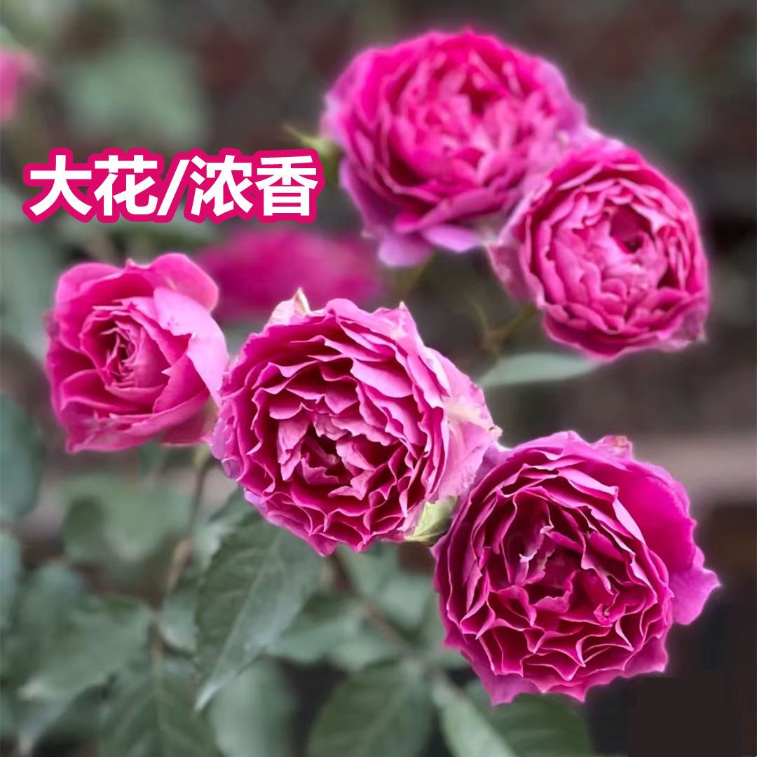 【天方夜谭】浓香阳台庭院花园楼顶好养护抗病性强花卉绿植月季盆栽