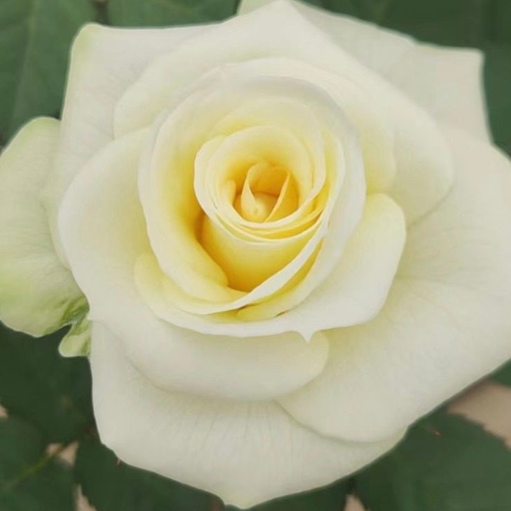 【苹果绿独棵】切花玫瑰阳台庭院好养护抗病性强花卉绿植月季盆栽