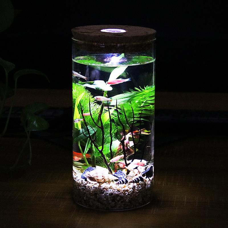 斗鱼活体生态瓶鱼活体免换水族免打理斗鱼缸桌面迷你微景观造景