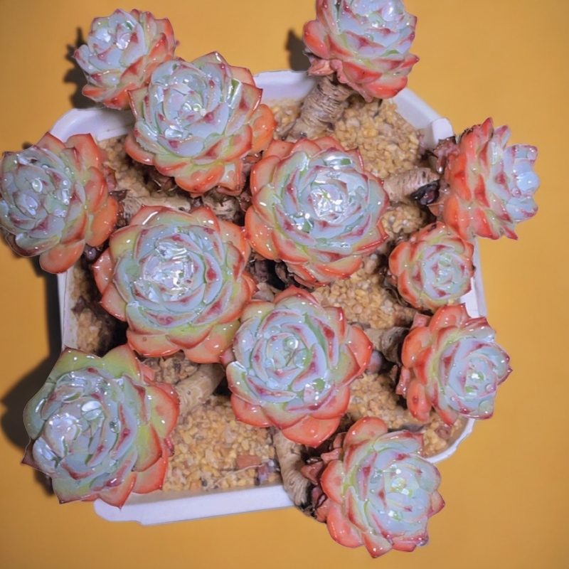 耘海萌肉贵货老桩精品多肉小精品大老桩意境桩一物一拍满28米包邮