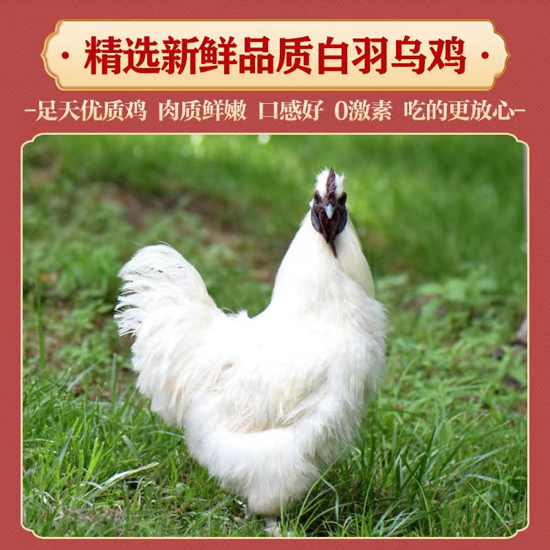 散养泰和乌骨白乌鸡