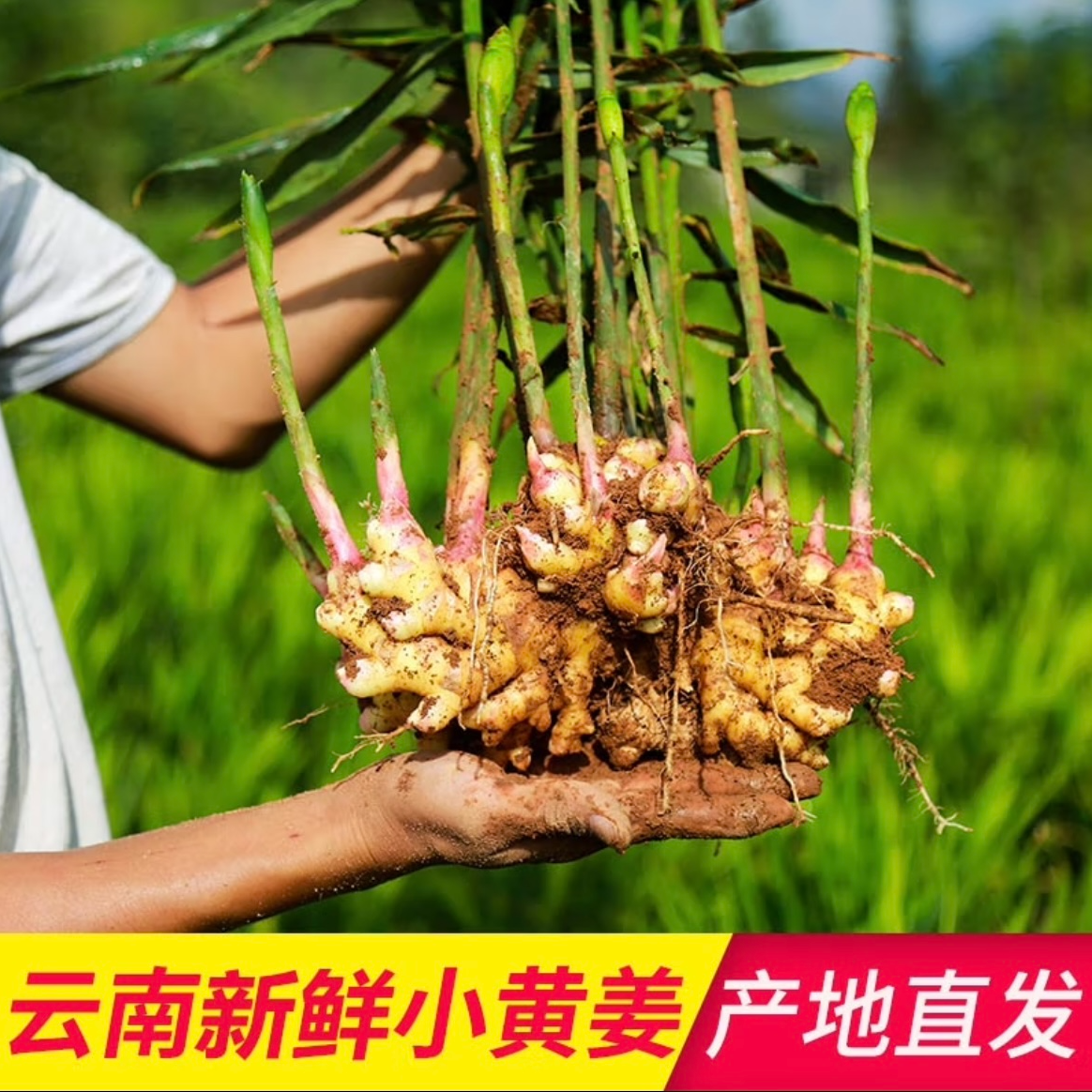 云南高山小黄姜不熏硫不泡药水自然生长姜味浓郁云南小黄姜