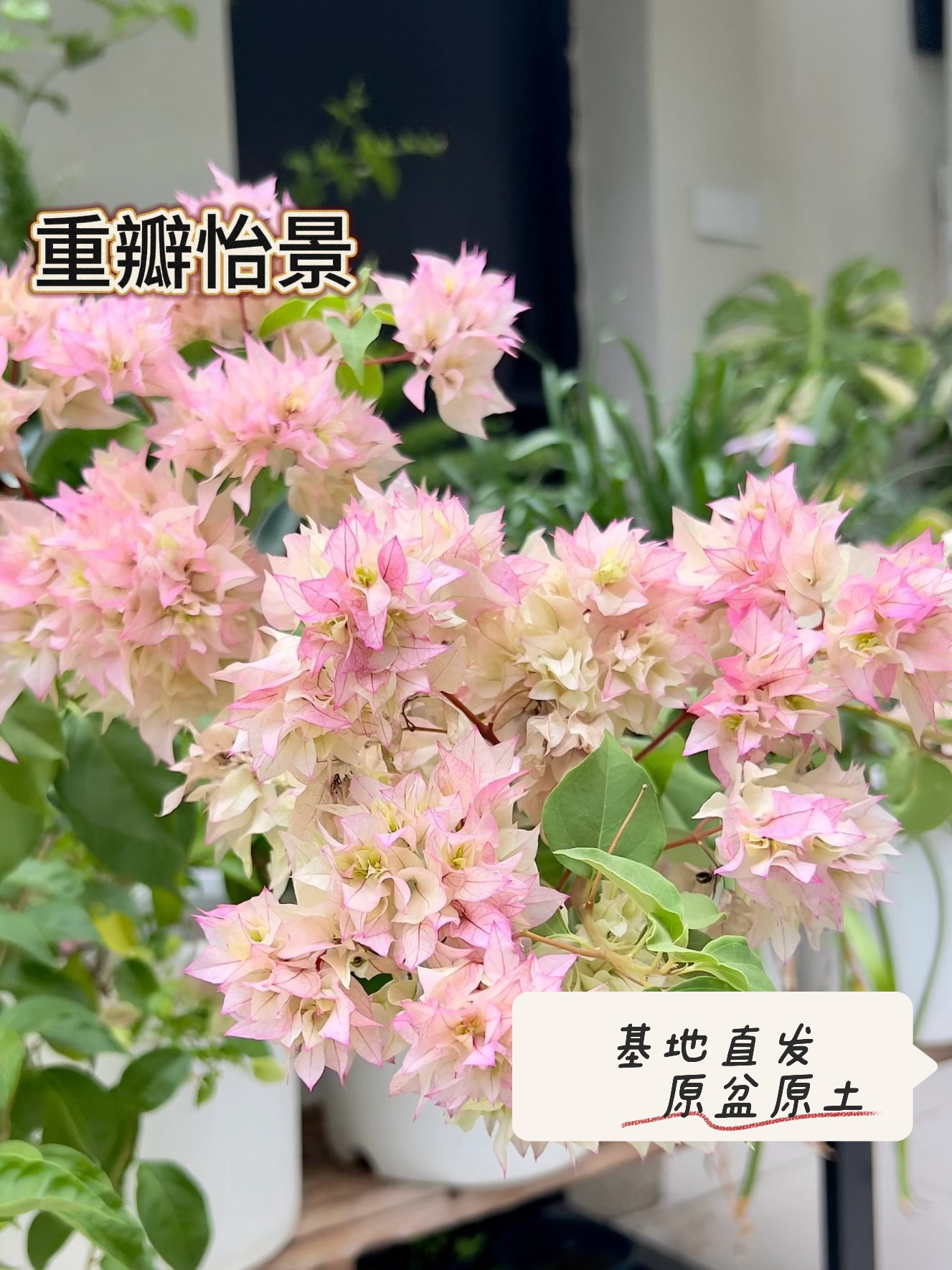 重瓣怡景三角梅带花爬藤四季开花庭院阳台好养活植物耐寒花卉