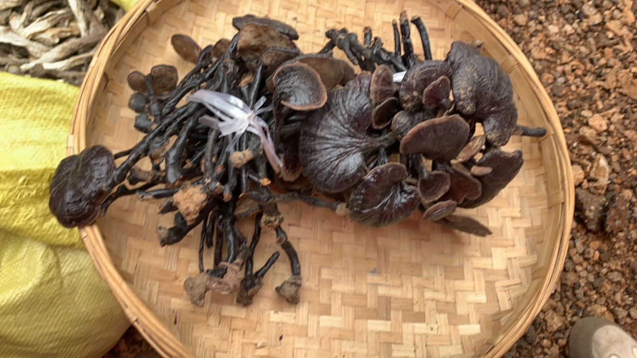 小焮收山货 竹灵芝