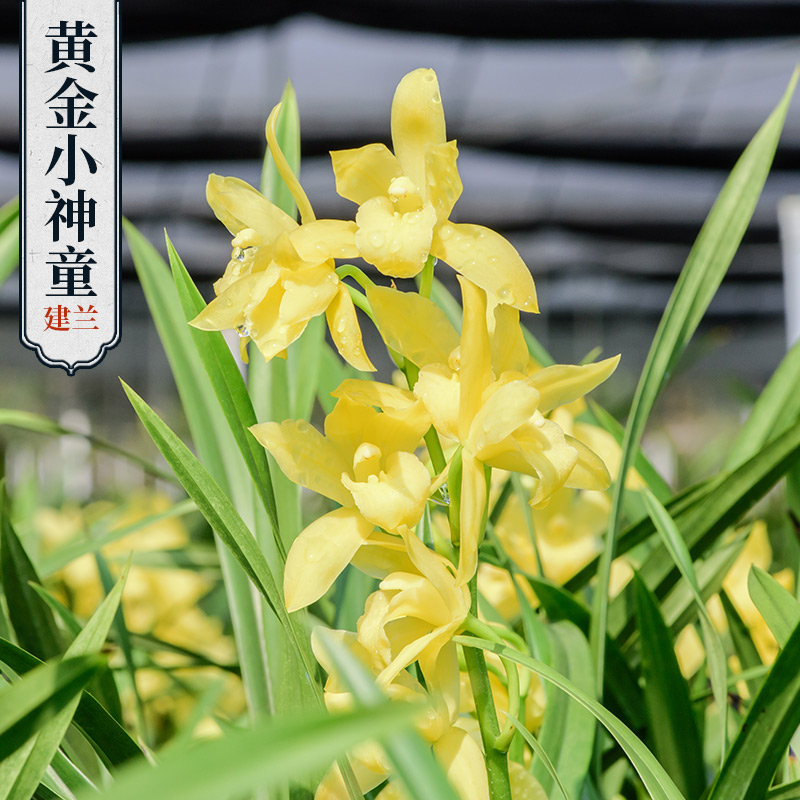 黄金小神童四季兰建兰绿植花卉园艺办公室室内