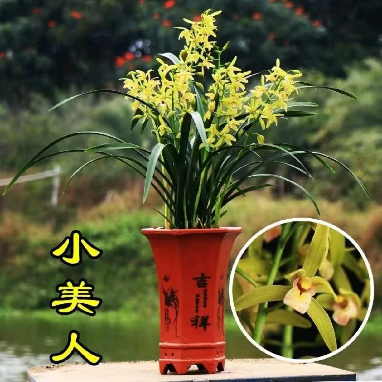 四季兰【小美人】浓香型兰花花卉