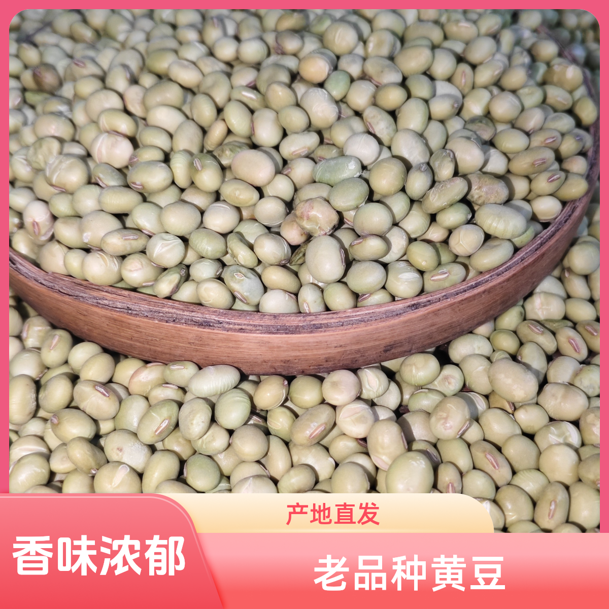 2024贵州高山老品种绿皮黄豆五谷杂粮粗粮农户自家种植