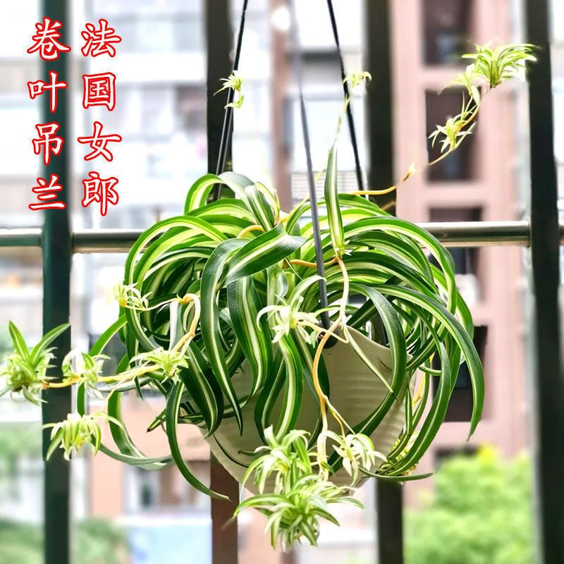 卷叶吊兰盆栽垂吊 卷发吊兰盆法国女郎金心卷叶室内盆栽净化空气