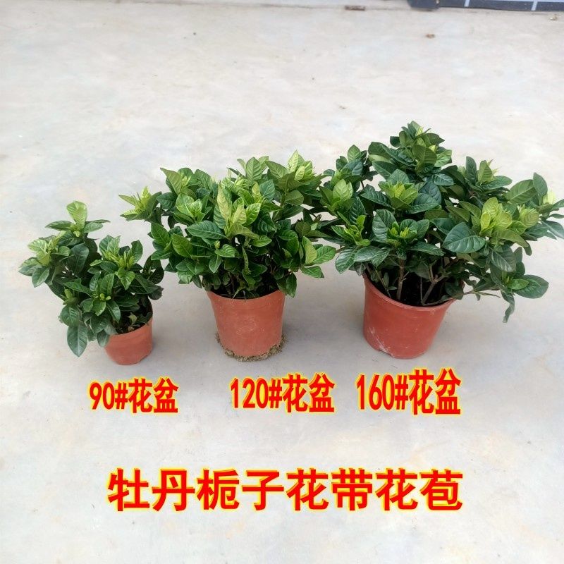栀子花盆栽室内外四季花卉植物开花浓香型带花苞发货种植