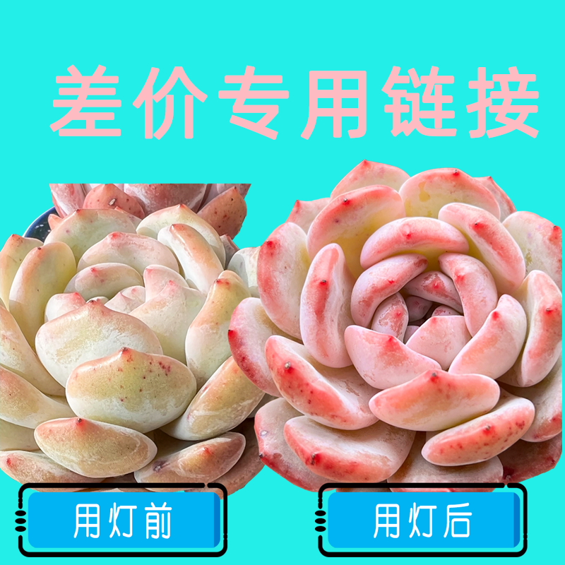 花伴植物灯专用链接