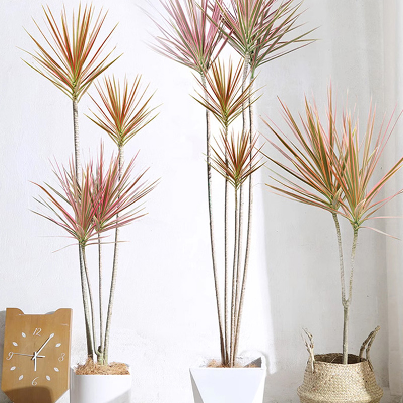 千年木/马尾铁/红铁（五彩/七彩）简约款/造型款高端绿植