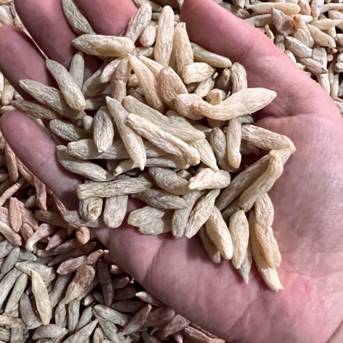 精品麦冬无硫 煲汤 煮水 泡酒