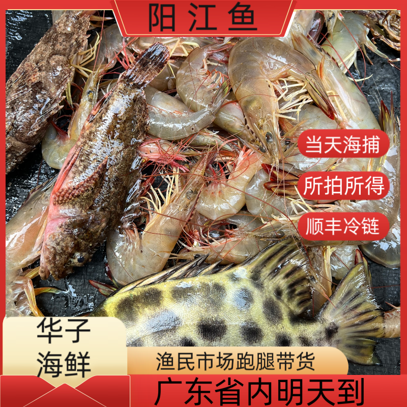 广东海陵岛现场组合指定鱼套餐500g起拍