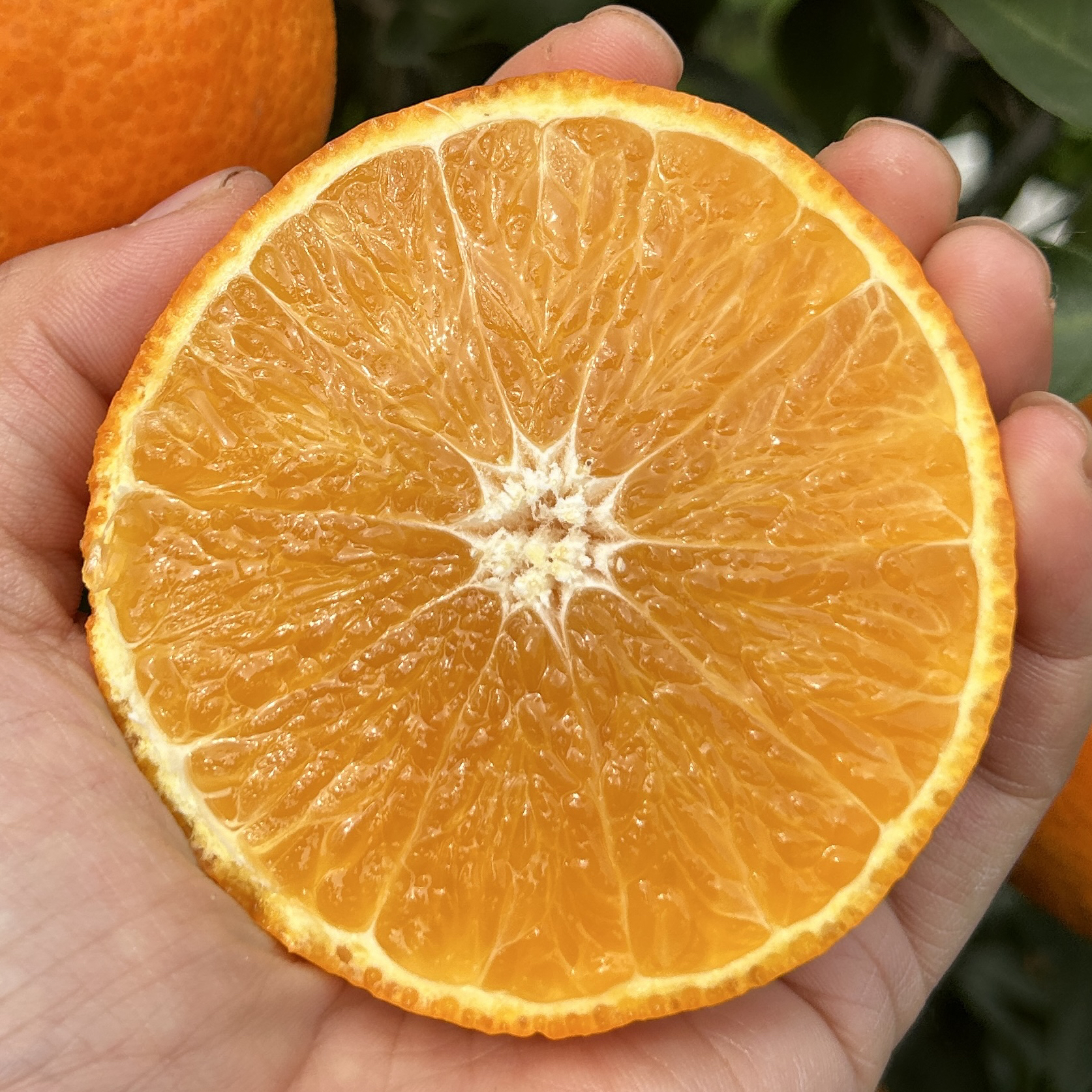 京东内蒙东三省 四川爱媛38号果冻橙 新鲜应季水果酸甜爆汁 5-8斤