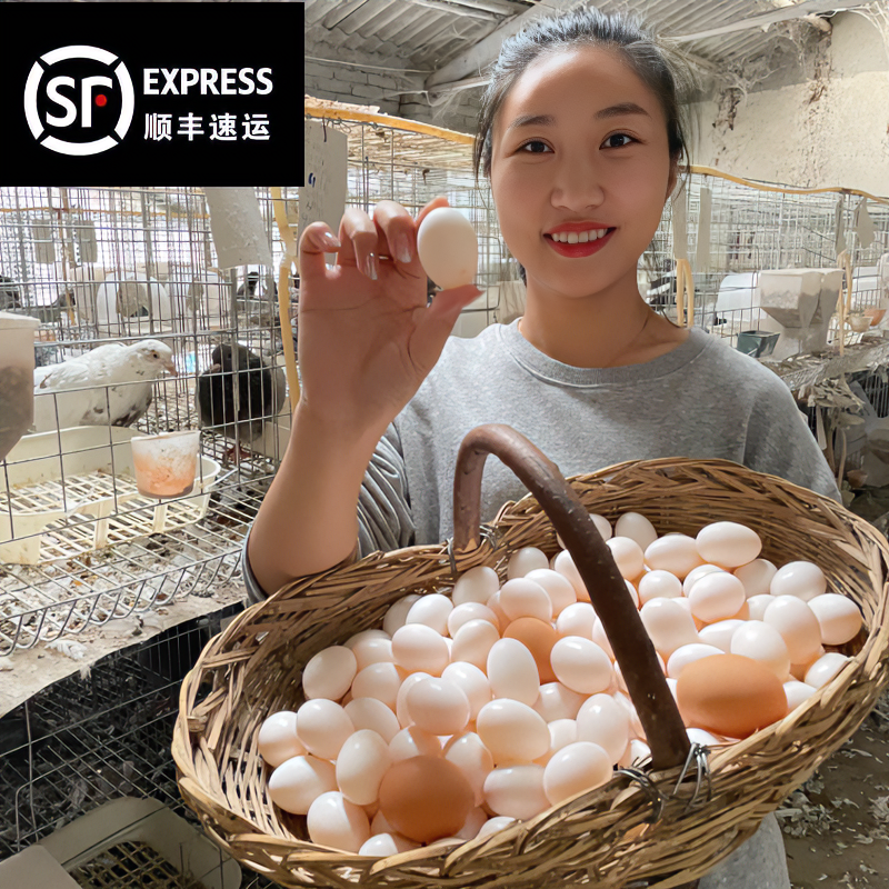 杂粮鸽子蛋 当天鲜蛋 鸽棚直发 顺丰包邮 （30枚-60枚装）
