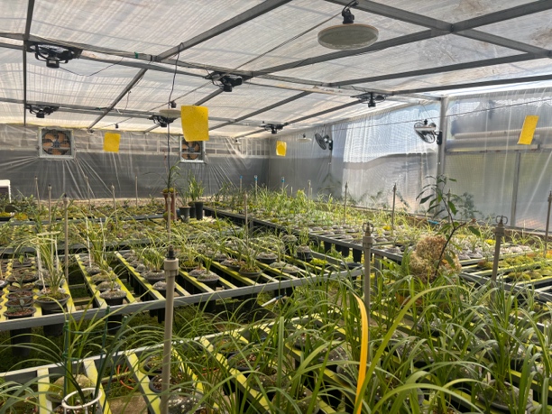 【明诚兰苑】兰花 直播间一物一拍