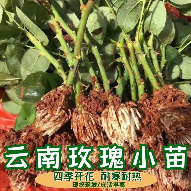 云南正宗花店玫瑰月季花苗四季开花带根带叶阳台盆栽花卉楼顶窗台