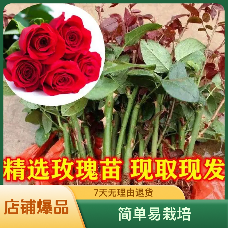 云南昆明玫瑰花苗基地直发大花四季爬藤浓香月季玫瑰小苗带土地栽