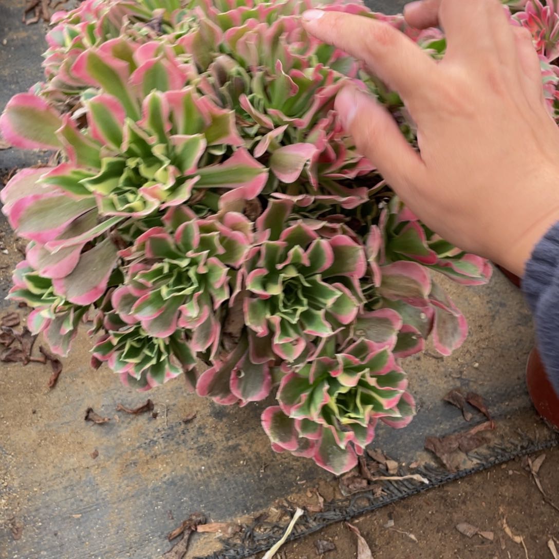 595雨花石法师多肉断枝不包