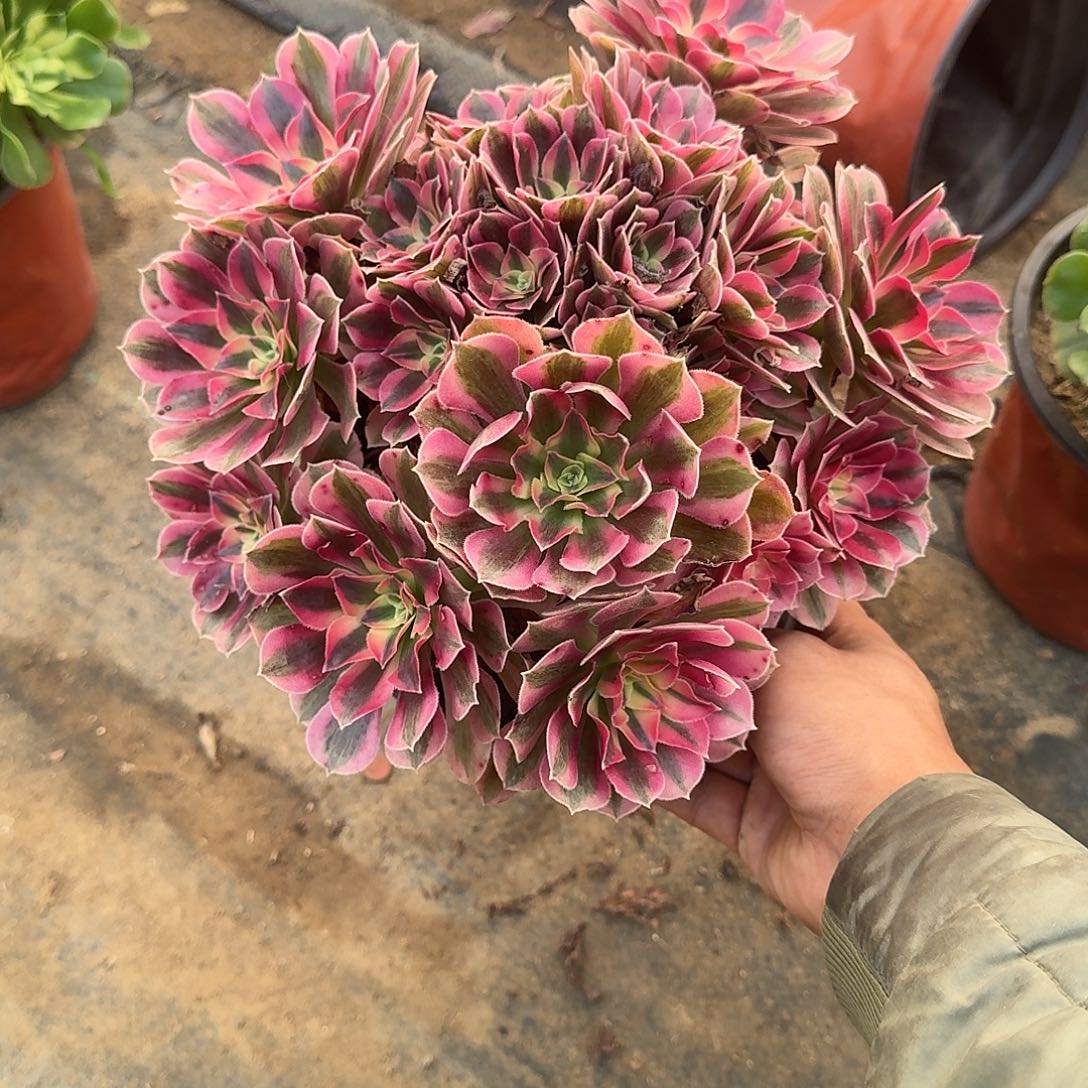 669 多肉植物断枝不包