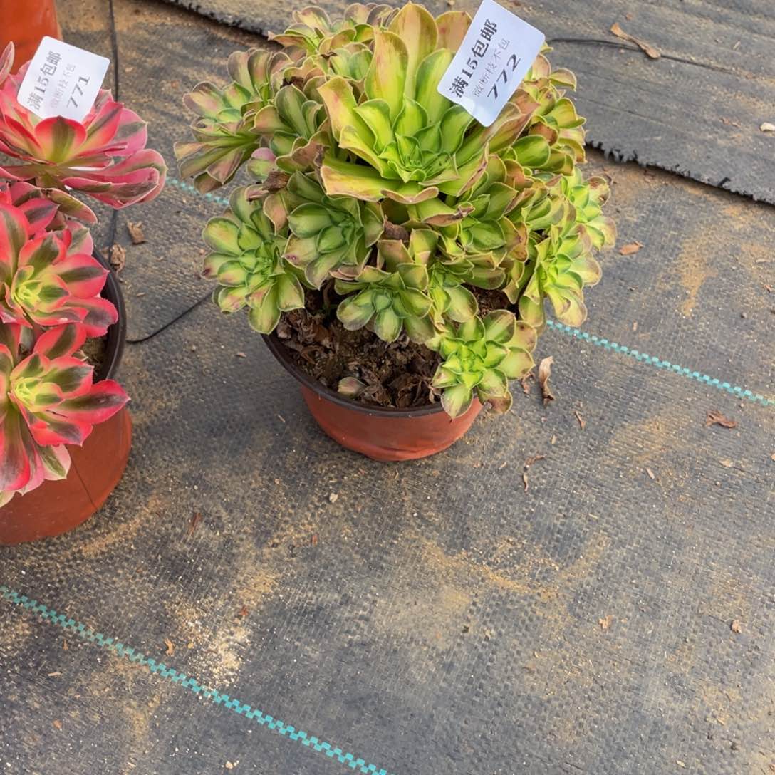 772韶华法师多肉断枝不包