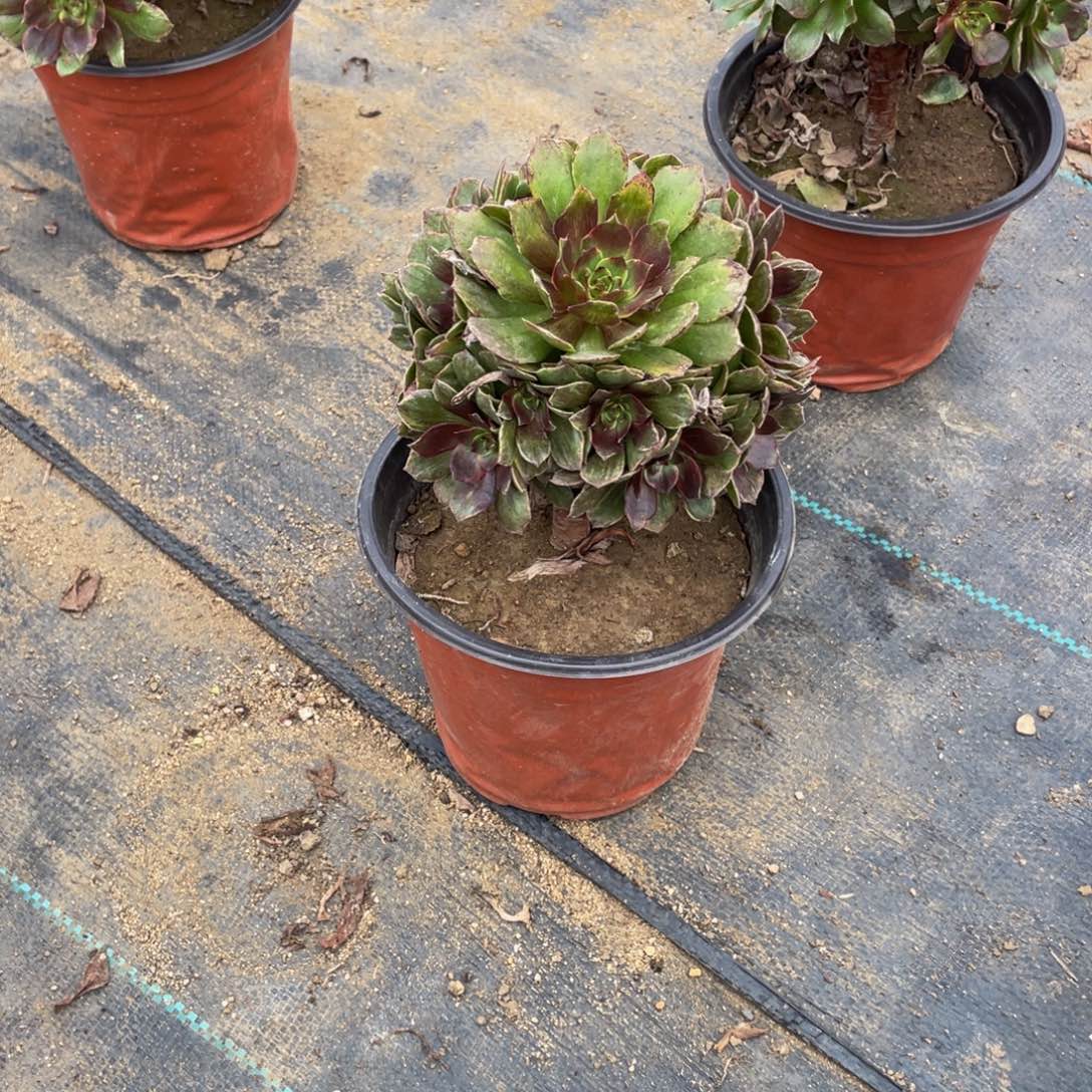 319红霞法师多肉断枝不包