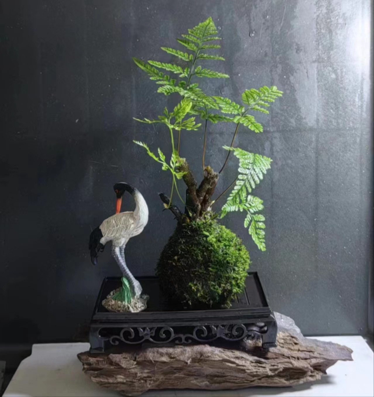 狼尾蕨苔藓滴水观音球室内绿植鱼缸景观净化空气吸甲醇防辐射植物