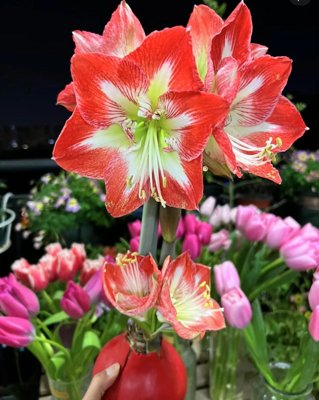 米娜瓦 秘鲁系列 朱顶红30/32 实际偏小 丑球