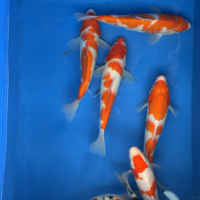 淡水观赏精品锦鲤