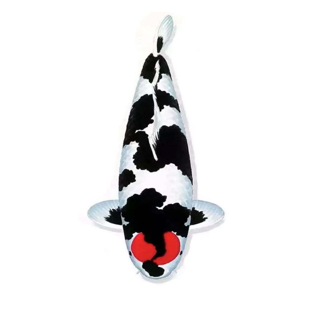 （新奇宠物）胖子锦鲤进口血统活体宠物