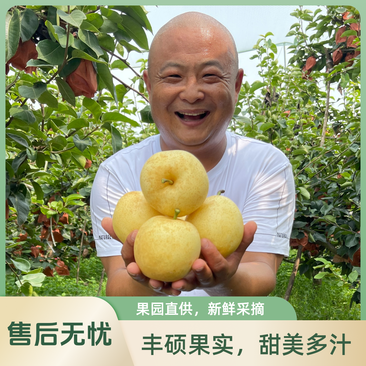 顺丰包邮正宗方城博望黄金梨超甜酥脆多汁好吃无渣新鲜采摘