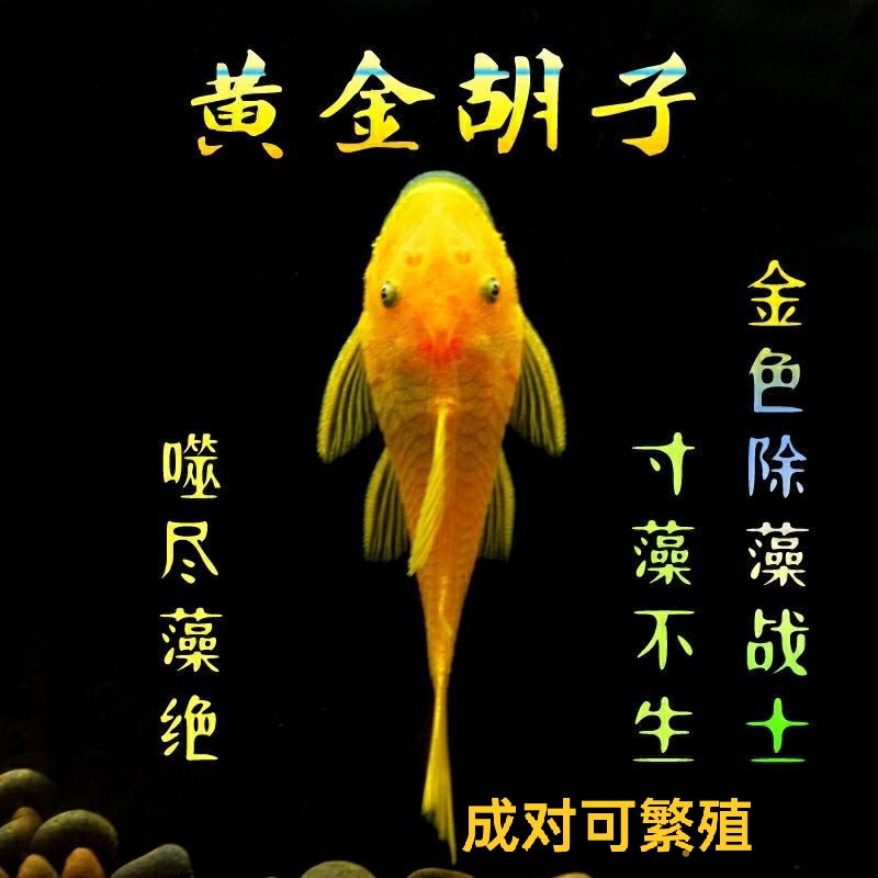 黄金胡子啃藻神器，成对可繁殖（录开箱视频，入缸不包损）