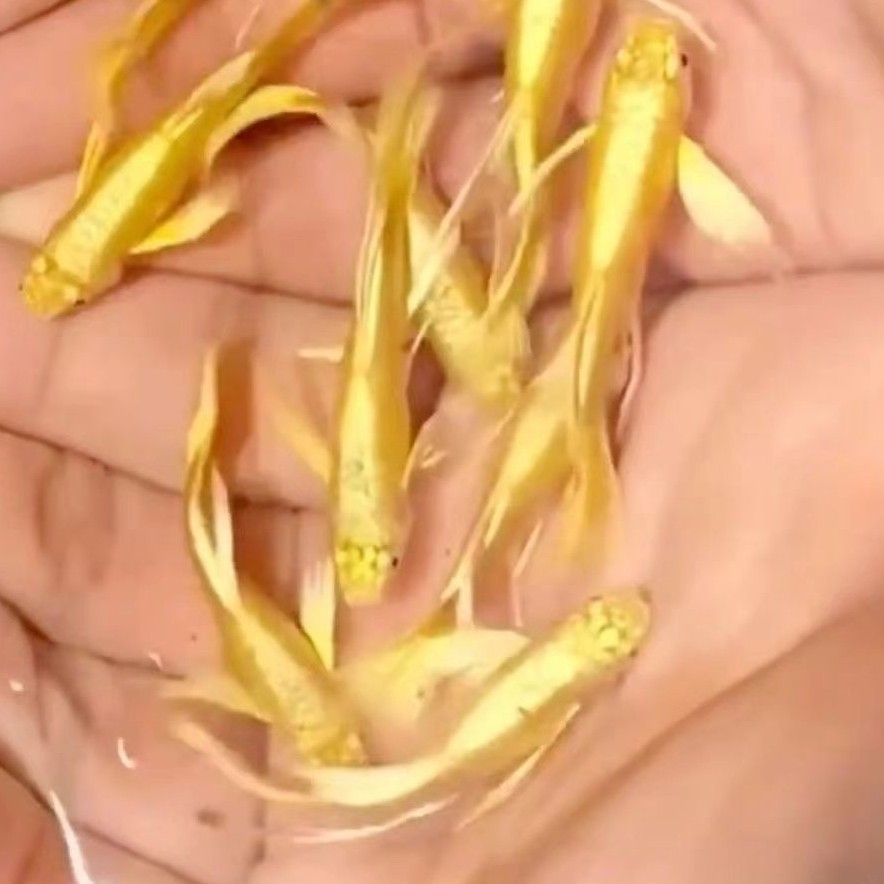 精品满淋黄金孔雀鱼一对(录开箱视频，入缸不包损)