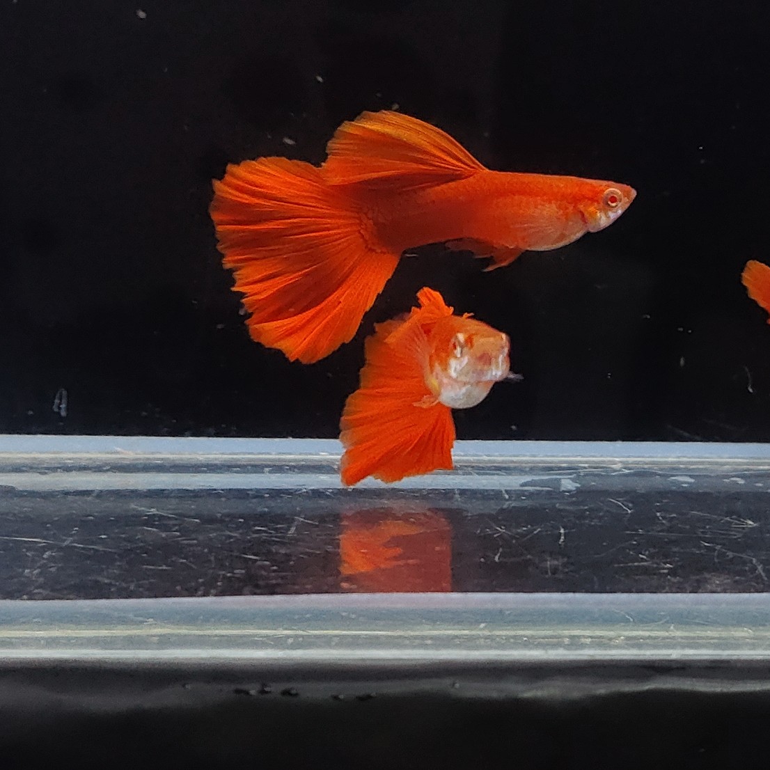 精品血红孔雀鱼热带鱼（录开箱视频，入缸不包损）