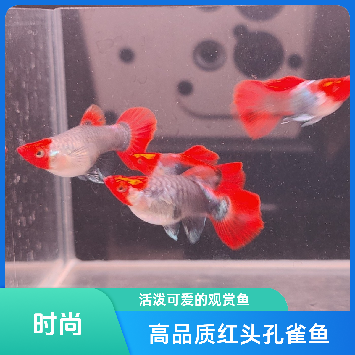 深海蓝贵族孔雀鱼（录开箱视频，入缸不包损）