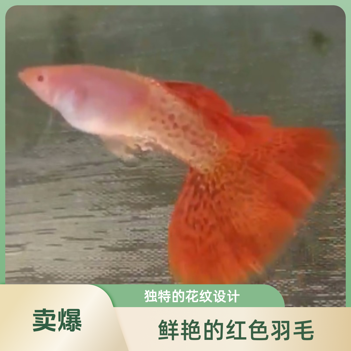 金属红蕾丝白子粗腰大尾扇养殖活体（录开箱视频，入缸不包损）