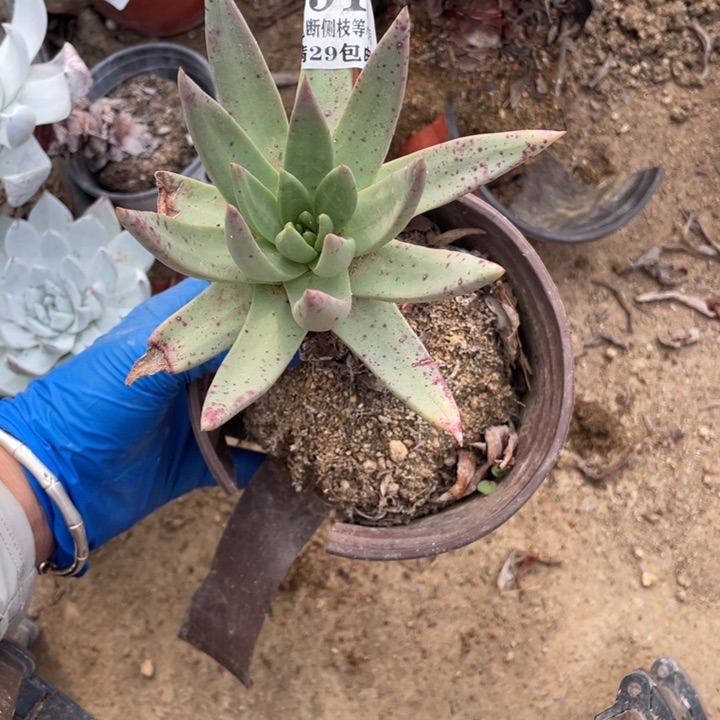 91号伊静思多肉植物