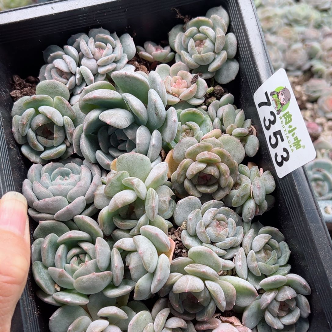 所**念多肉植物多肉植物