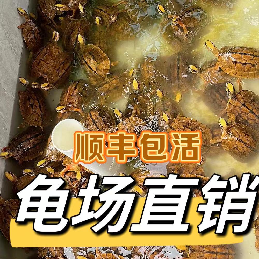 人工繁育金钱龟黄头米底苗和亚成图片仅为参考直播间展示为准