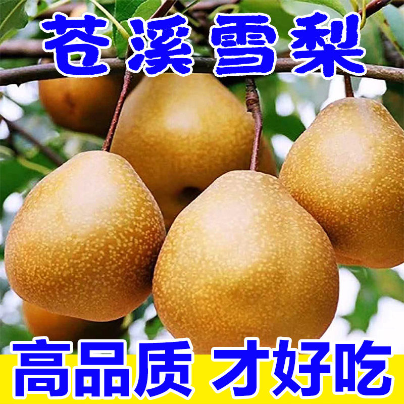 【巨无霸】苍溪雪梨施家梨新鲜黄皮雪花梨秤砣梨秋月梨皮薄汁包邮