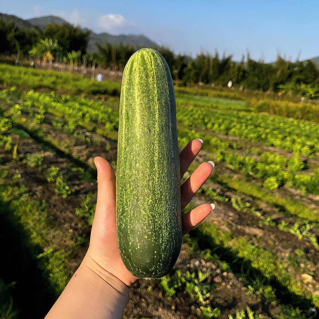 [吊瓜5斤/省内京东包邮]潮汕普宁麒麟本地农家菜新鲜现摘干水现发