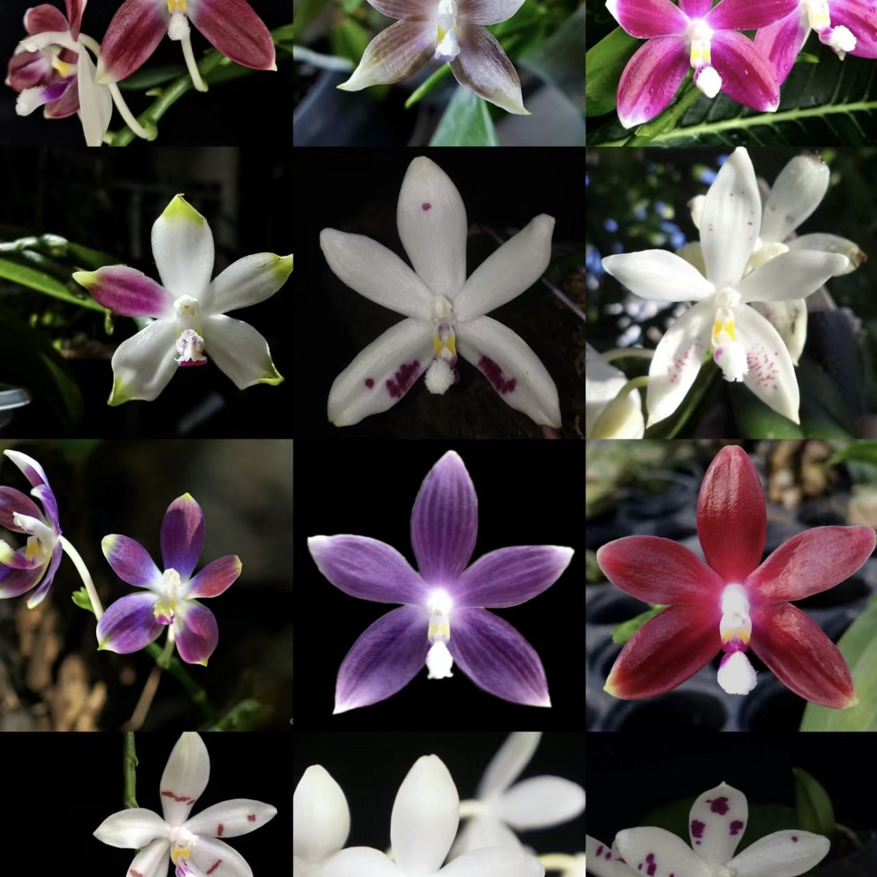 瑕疵跳盾2563蝴蝶兰1.7原生种高货