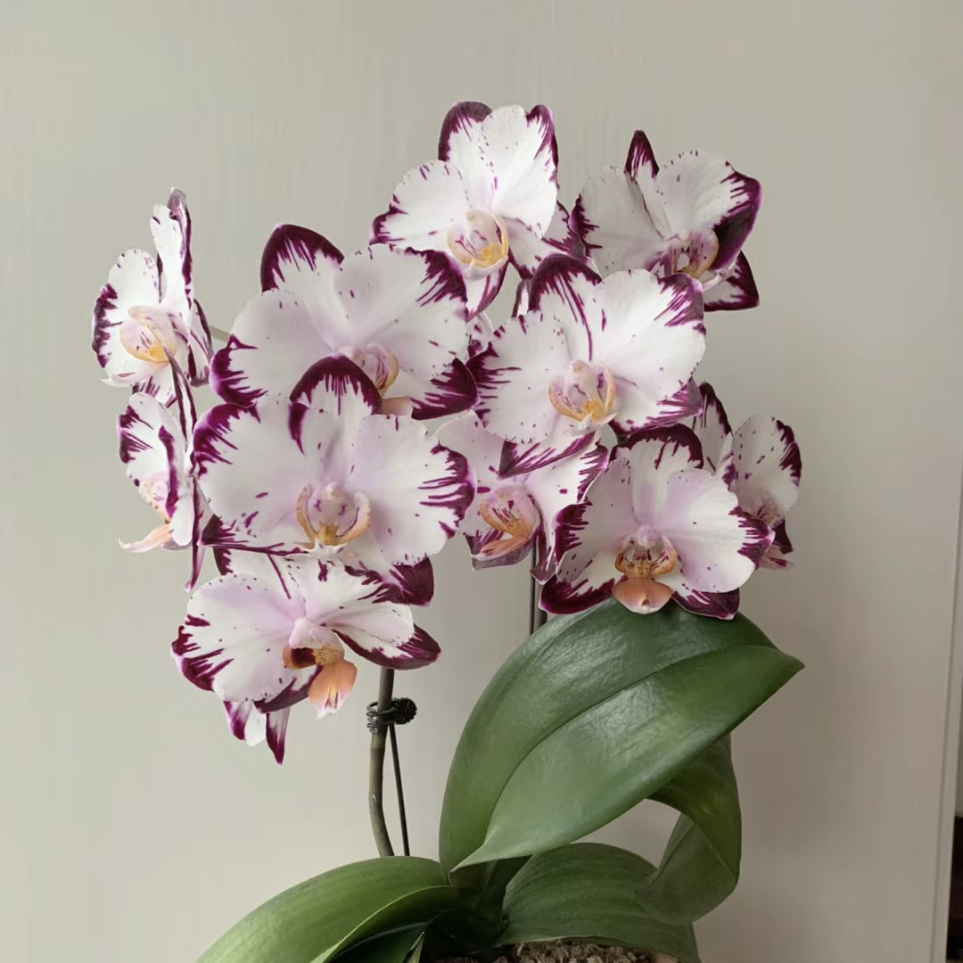 【哈根达斯】【蝴蝶兰】稀有品蝴蝶兰桌面有返祖机率