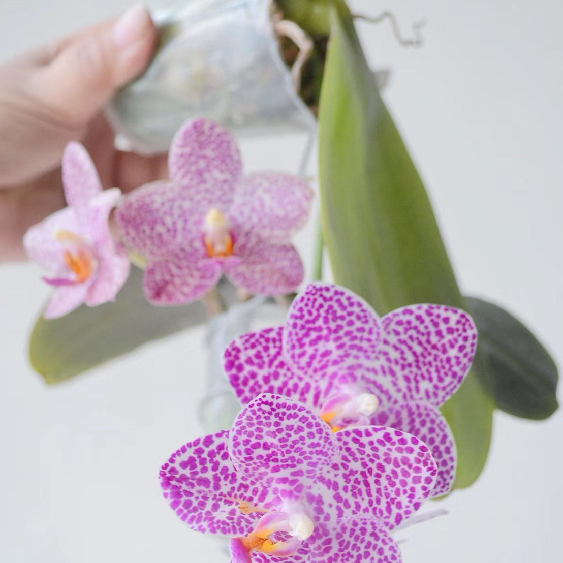 【蝴蝶兰塔林狮子】象耳兰后代交品蝴蝶兰